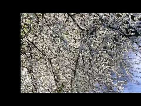 Kada Dođe Mjesec Maj***    Ivica Pepelko