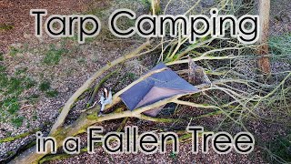 Tarp Camping in a Fallen Tree