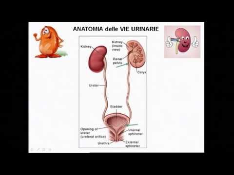 Epistassi osteocondrosi cervicale La causa del mal di schiena nelle donne durante le mestruazioni