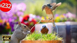 Best of Relaxing TV for Cats 😻12 Hours of Uninterrupted Birds 🐦 Cat TV @lensmyth