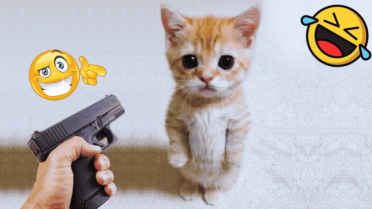 FUNNY Husky Moans for Scratches 😂 | BEST Cat & Dog Videos 2024 part20