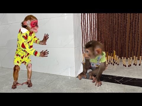 Kobi stalks and fights with baby monkey Mon