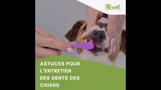 Trucs et astuces pour l’entretien des dents des chiens