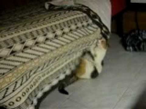 Maledetta coperta ti ucciderò!.AVI