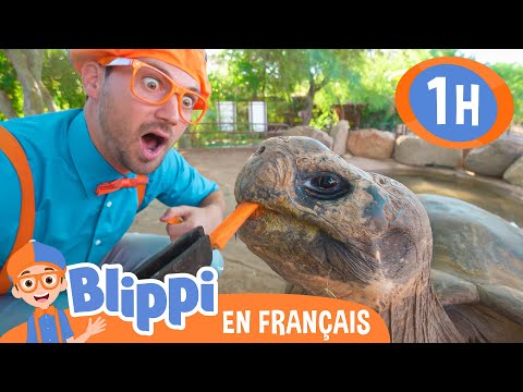 Blippi visite un zoo  | @BlippiFrancais | Vidéo Éducative