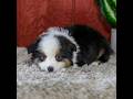 Miniature Australian Shepherd dogs for sale: Yukon - Video 1