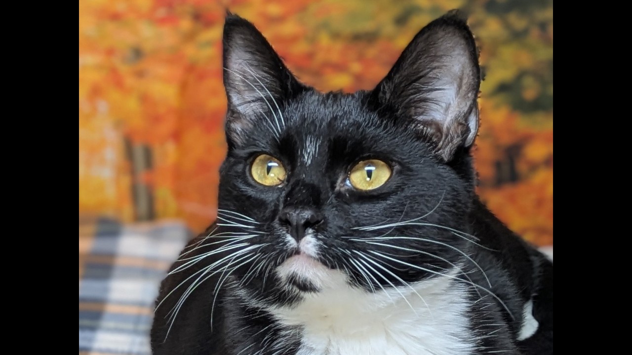 Enlarge Kettle Chip, a Adoptable mixed breed in Monroe, WA video 6/6