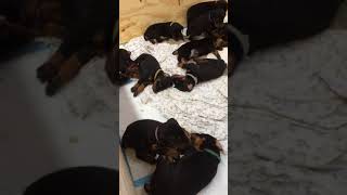 Video preview image #1 Doberman Pinscher Puppy For Sale in CORONA, CA, USA