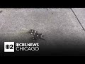 Crews remove Chicago's rat hole from sidewalk