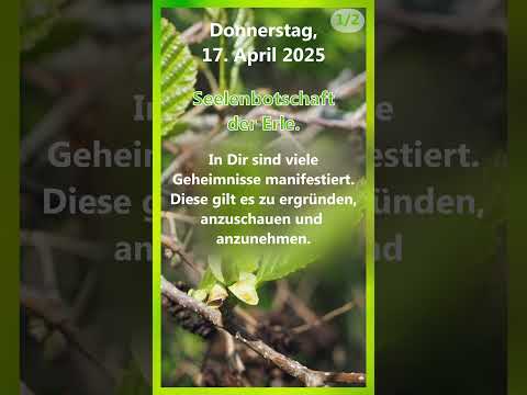2025-04-17 Seelenbotschaf - Tagesmantra - Erle #treefluencer #körperseelegeist #merikinbynature
