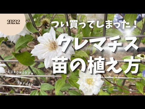 バルコニー用のクレマチス:植え付けのヒントと実績のある品種 植物