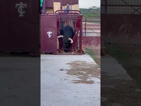 Espectacular TORO BRAVO