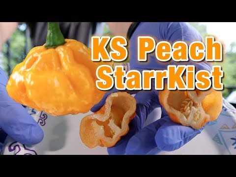 KS Peach StarrKist - 2019 pepper reviews