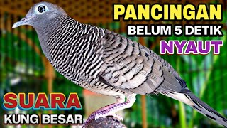 Download lagu Perkutut Lokal Gacor Suara Kung Besar Pancingan Burung Perkutut Agar Bunyi. mp3