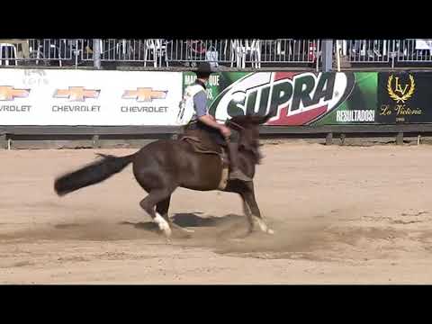 Final Freio de Ouro (RS) - 1º lugar machos - Santa Alice Nublado II (prova: Bayard/Sarmento)