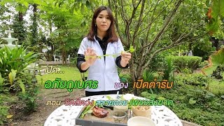 ริดสีดวง สลายด้วย เพชรสังฆาต [2560]