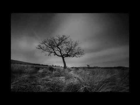 Tree. a 3 minute slideshow of a  selection of my black and white #landscape photographs of #trees