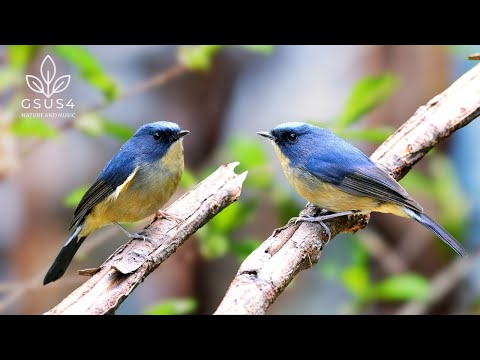 Forest Birdsong Nature Sounds| Bird Sounds Spectacular | Relaxing Bird Sounds for Sleep & Relaxation