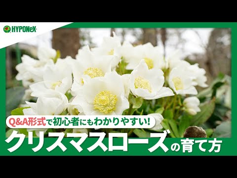 園芸 クリスマスツリーに関するよくある質問