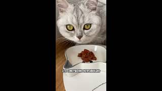 Сколько раз в день нужно кормить кота #кошка #shorts #коты