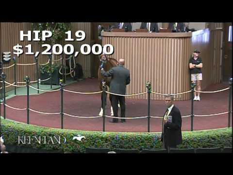 2013 September Yearling Sale - Hip 19- Medaglia d'Oro-Flying Passage filly