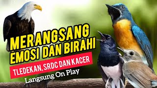 Download lagu TERBUKTI AMPUH, MERANGSANG EMOSI TLEDEKAN GUNUNG, SRDC DAN KACER mp3