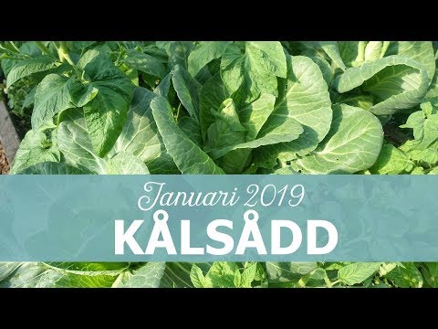 Kålsådd i januari 2019