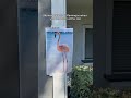 Normale Tiere Vs Flamingos Wenn Man Sie Im Zoo Sieht Shorts Sketch Lustig