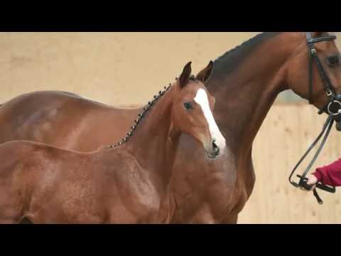 Holsteiner Fohlenauktion 2016 in Behrendorf - Nr. 09 v. Cascadello I - Contender
