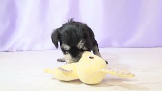 ミニチュアシュナウザーの動画01