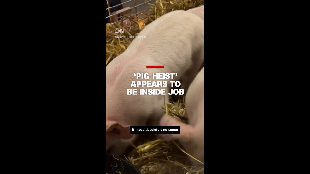 'Pig heist' appears to be inside job