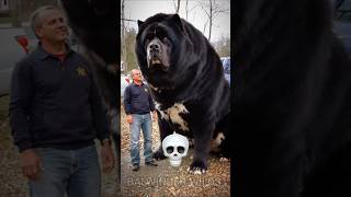 Download lagu Black dog can't be Scary 💀💀🐕‍🦺 #shorts mp3