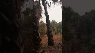 Gambia: Deforestation vs. Modernization on beach side property!
