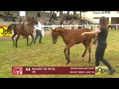 Show AQPS Ouest 2018 : Lot 44 - N(JUST IN 2018)