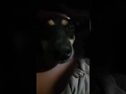 cute Dogs#funnyvideo #viral #funnyvideo