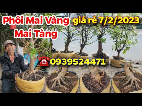 Chợ Mai 7/2/2023☎️0939524471🌟Phôi Mai Vàng, Mai Tàng giá rẻ💫CS Cần Thơ HG