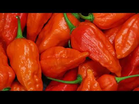 How to grow Ghost Peppers