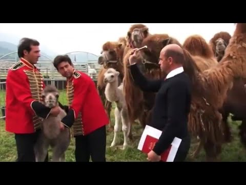 Pfarrer wird von Kamel bespuckt