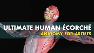 Ultimate Human Écorché video thumbnail