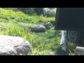 Lion Cubs Out At San Diego Zoo Safari Park S Lion Camp Area