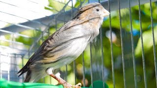 Download lagu canary singing video - Training song by Timbrado  Blue/Brown mp3