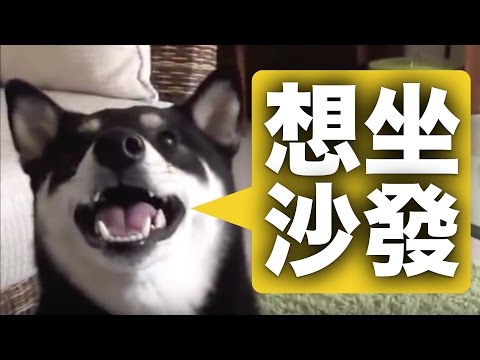 來寶想坐沙發(原發表者:babycat_tw)(綜合討論)