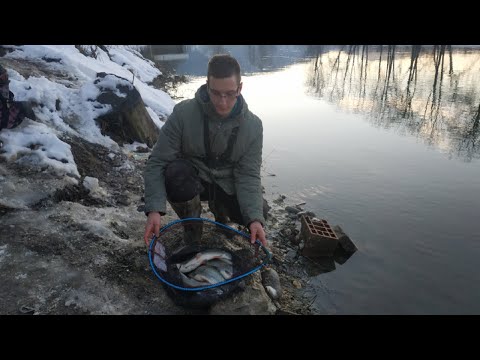 Pecanje skobalja na feeder JANUAR 2022