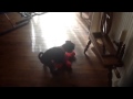 Tickle Me Elmo Not Only Loved By Children