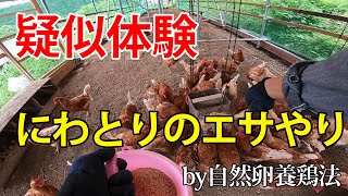 にわとりのエサやりを疑似体験！ -  養鶏家の毎朝のルーティン【自然卵養鶏法】