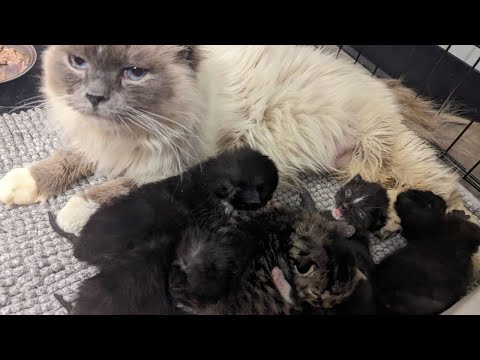 Free Cats Springfield Mo