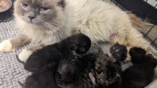 Springfield shelters overrun with kittens