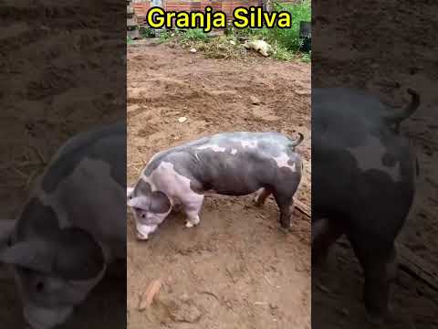 Granja Silva em serra do mel Rio Grande do Norte mostrando as melhores raças de suínos do nordeste