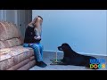 Turn Your Dog Into Genius in 7 Days