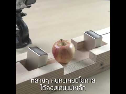 หมาป่าโป๊ หอยแมลงภู่และความแข็งแรง